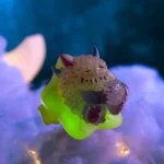 THE MONSTERS Instinctoy Fluffy Joyful Life Series Blind Box 9